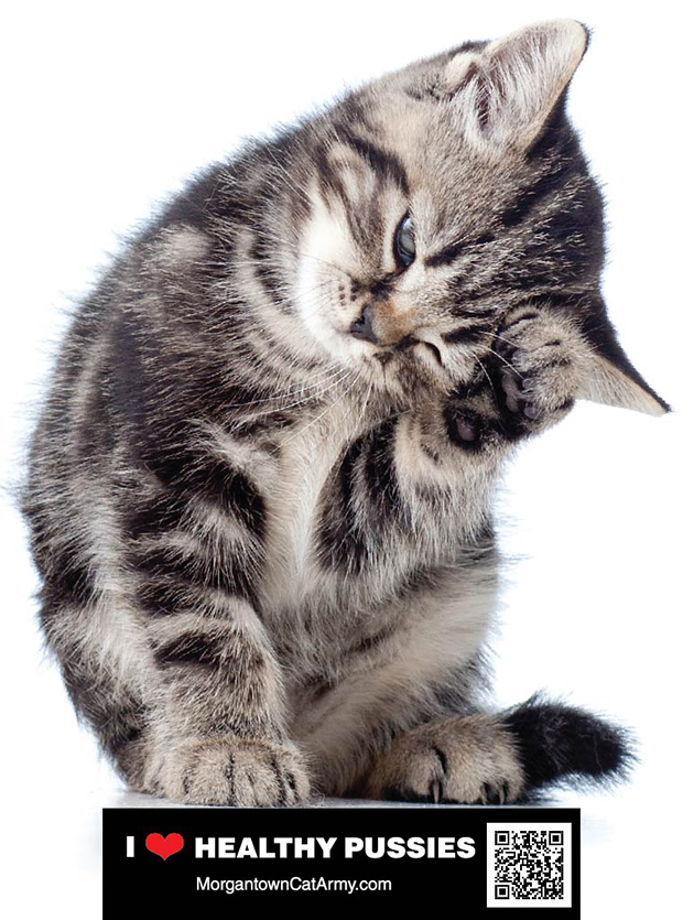 Morgantown Cat Army Sign