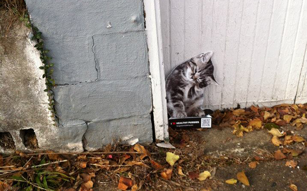 Morgantown Cat Army Sign